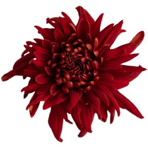 topflowers2