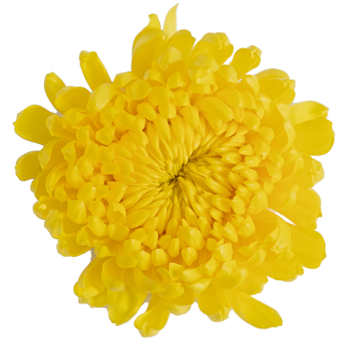 topflowers3
