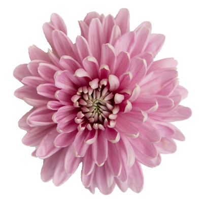 pink top flower Quik's Farm Floral Shop - Freshest flowers in Chilliwack