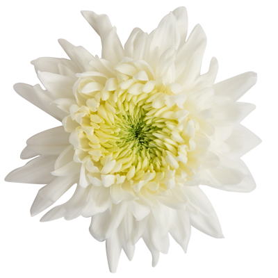 white top flower Quik's Farm Floral Shop - Freshest flowers in Chilliwack