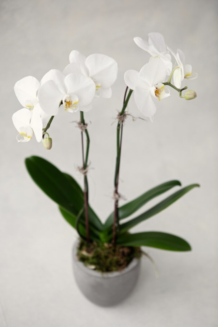 Phalaenopsis Orchid Plant