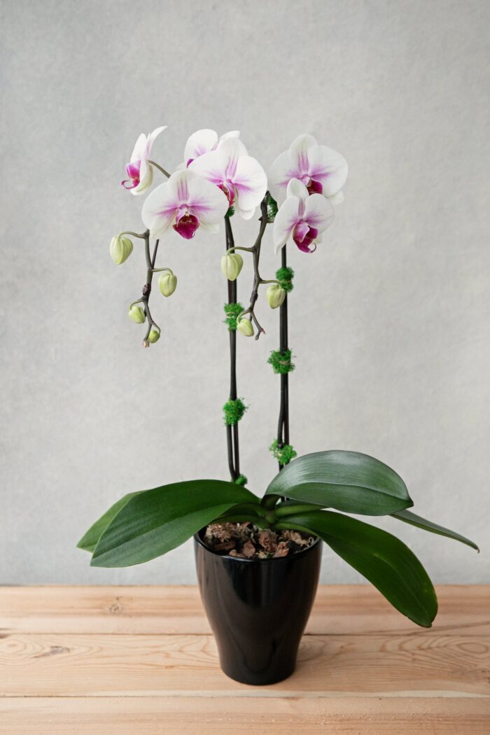 Phalaenopsis Orchid Plant - Image 2