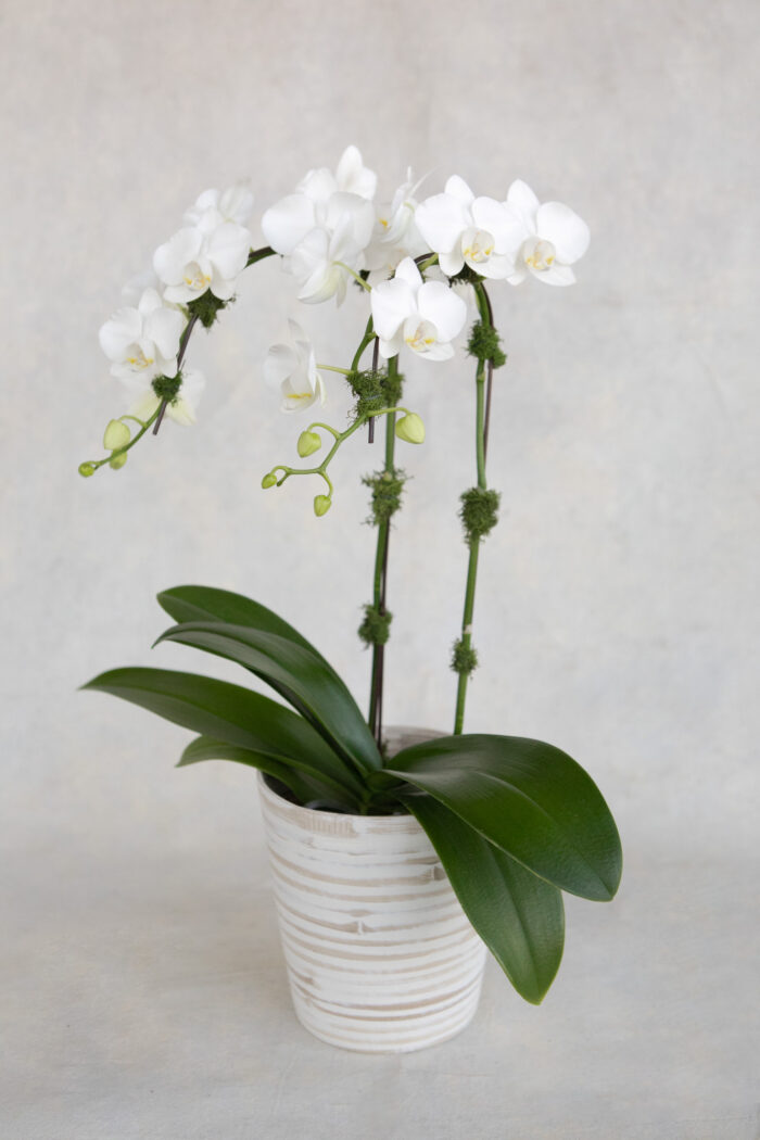 Phalaenopsis Orchid Plant