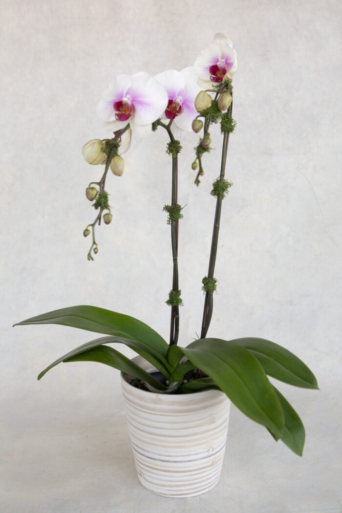 Phalaenopsis Orchid Plant - Image 2