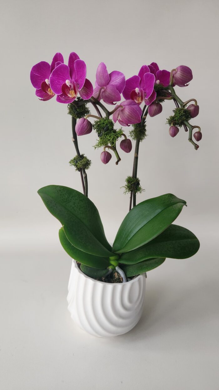 Phalaenopsis Orchid Plant - Image 4