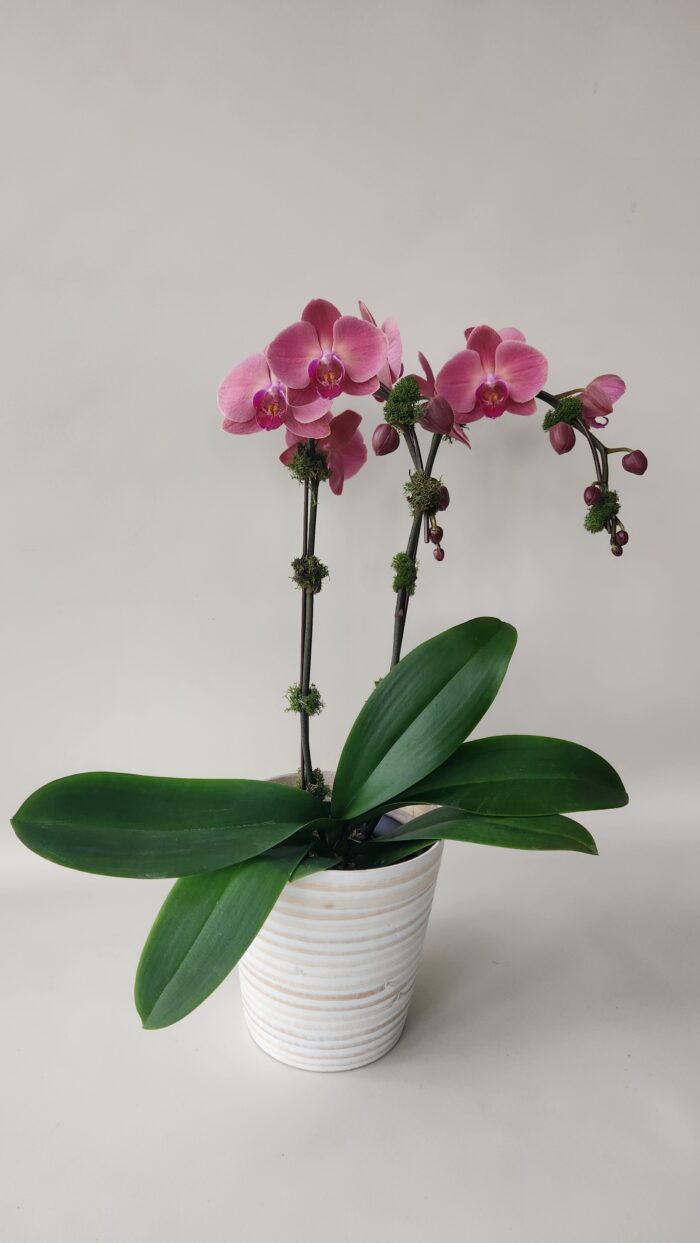 Phalaenopsis Orchid Plant - Image 3