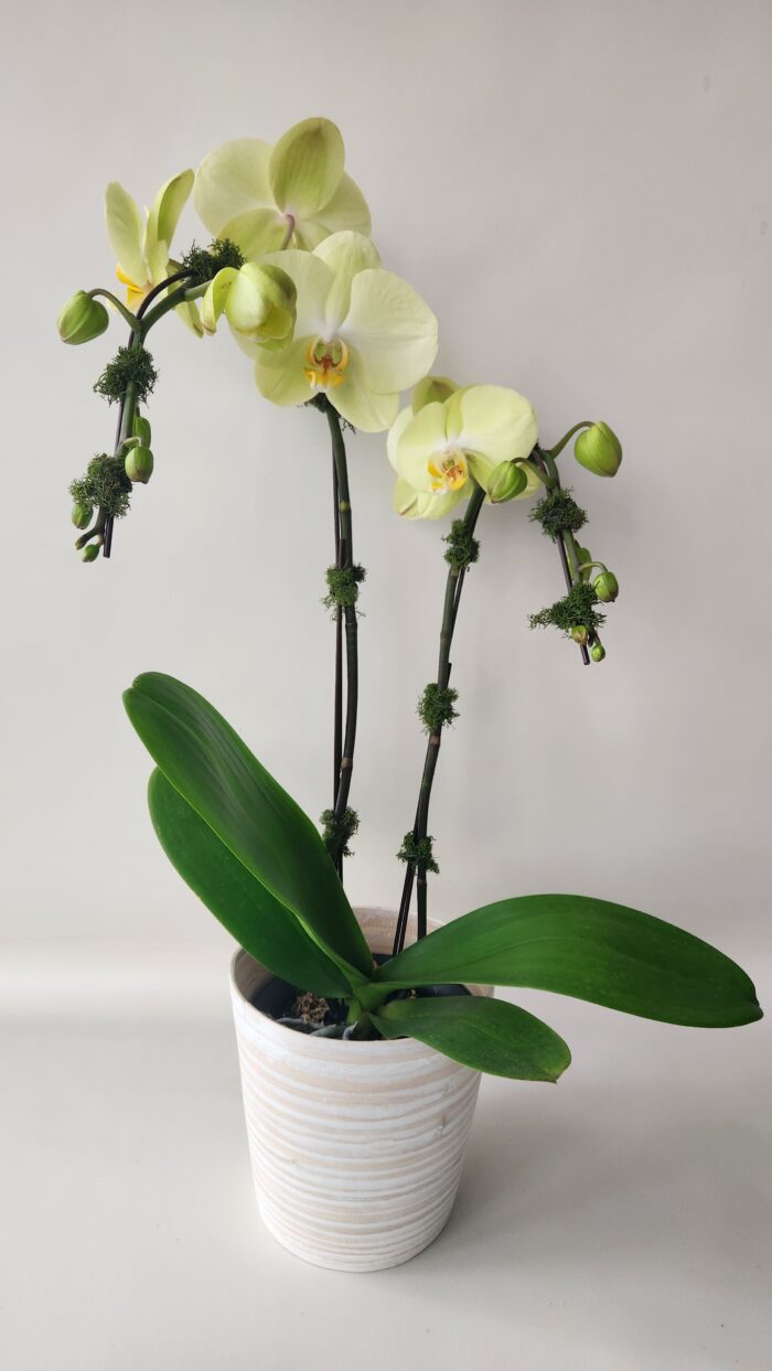 Phalaenopsis Orchid Plant - Image 2