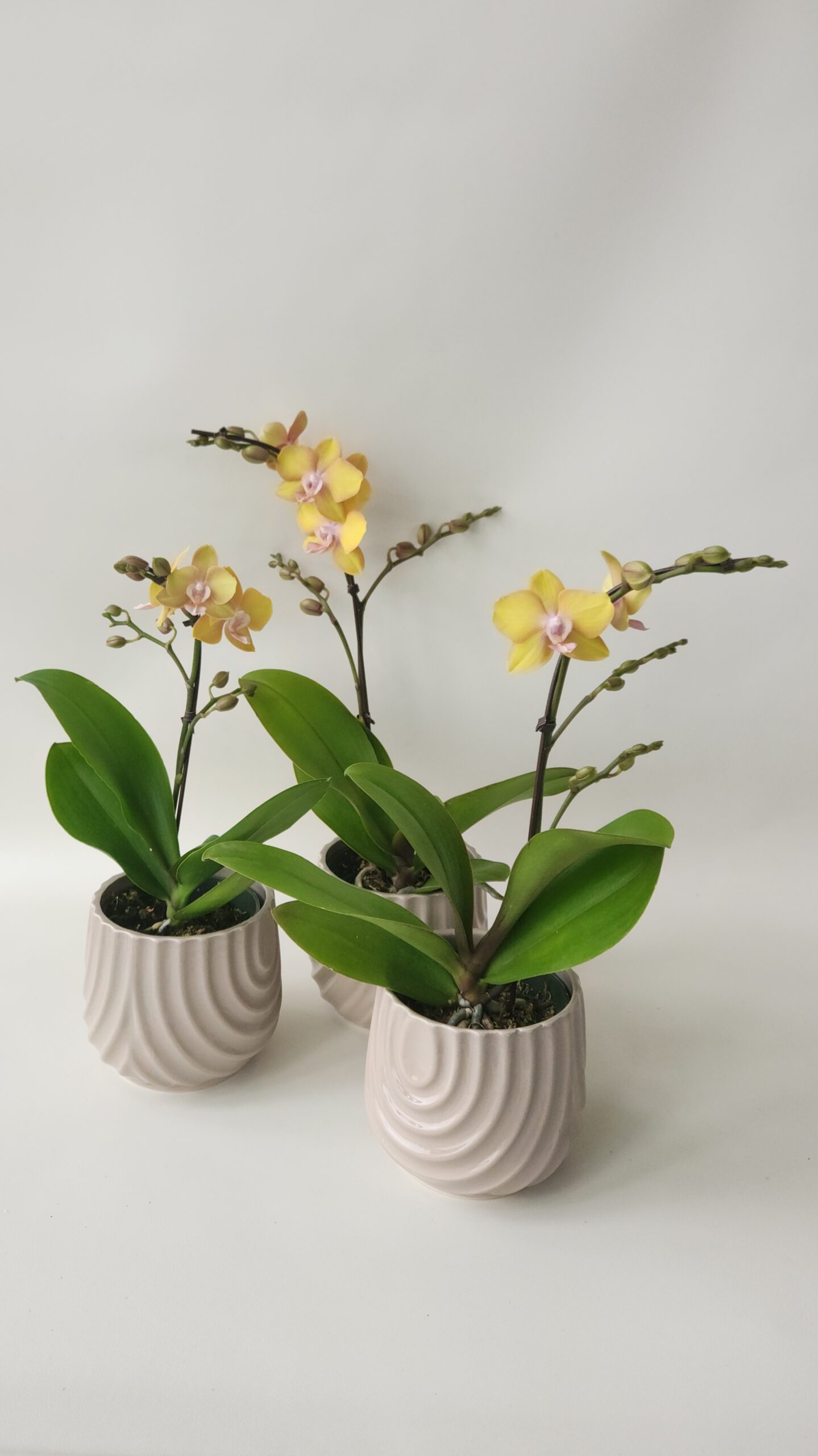 Phalaenopsis Orchid Plant - Image 2