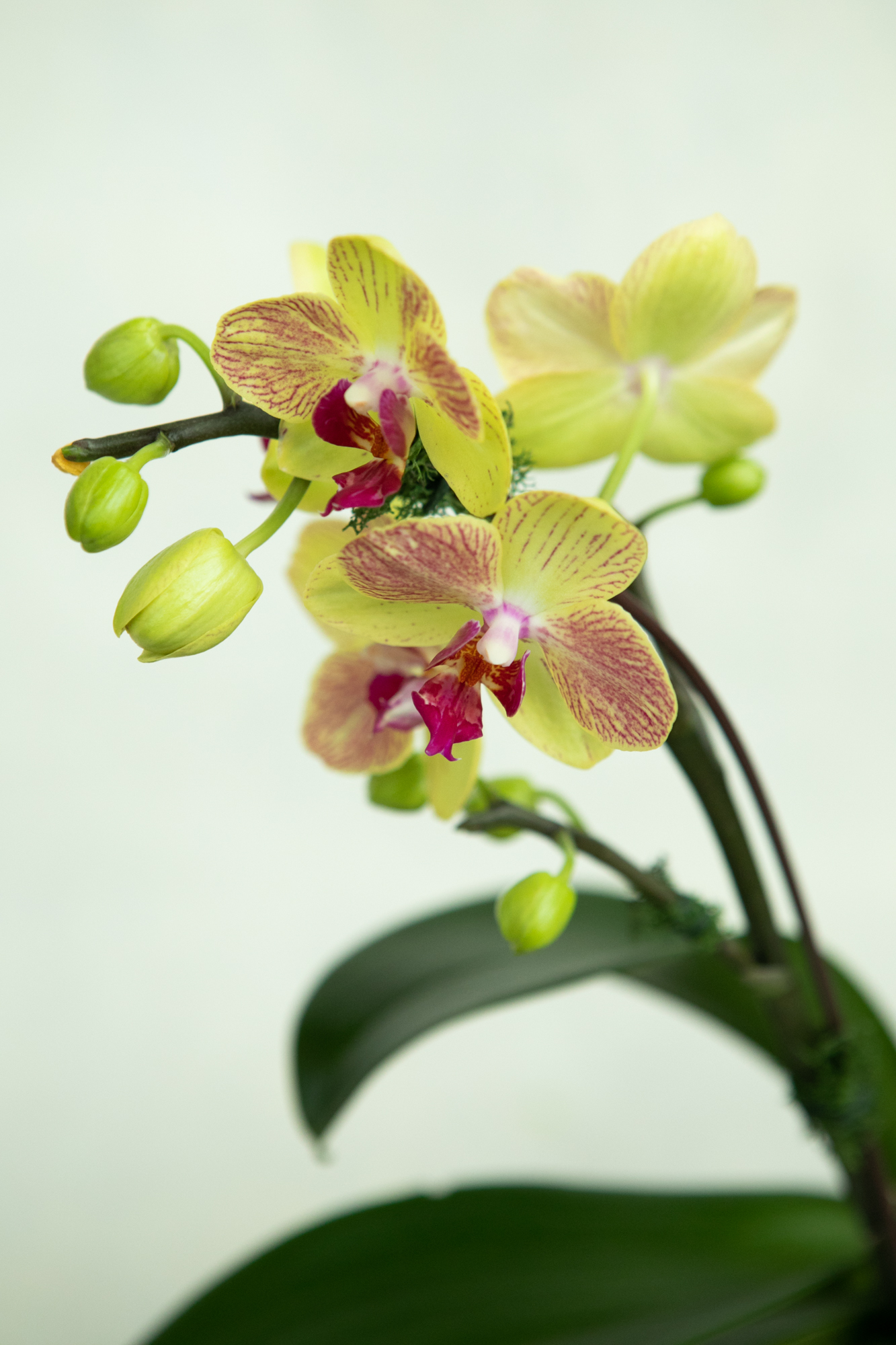 Phalaenopsis Orchid Plant