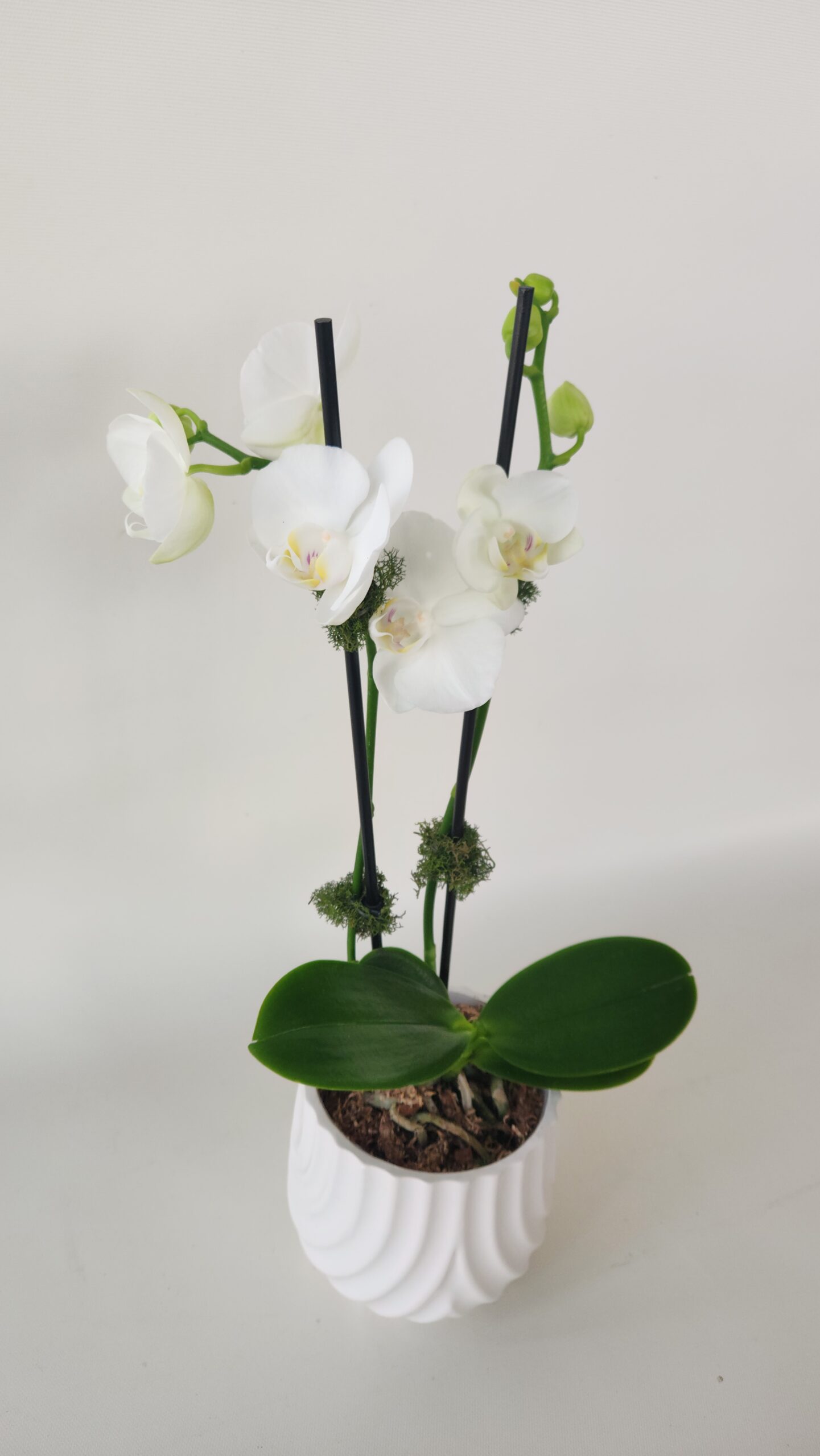 Phalaenopsis Orchid Plant - Image 2