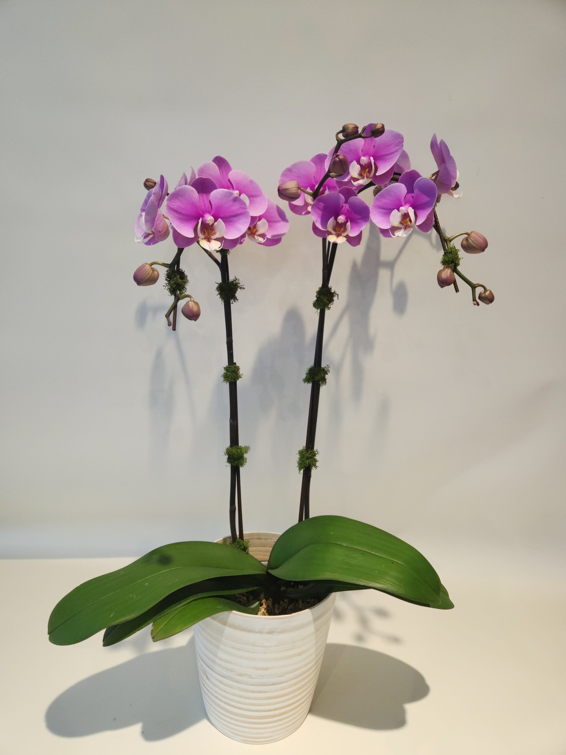 Phalaenopsis Orchid Plant - Image 3